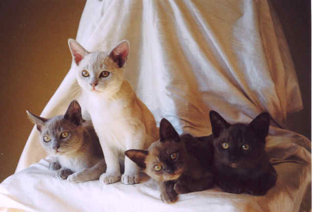 Burmese kittens Adelaide