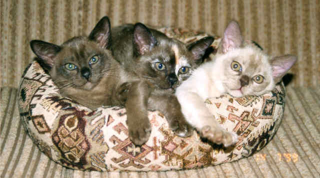 kitten photos the trio brown, brown tortie, chocolate